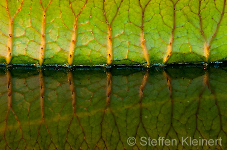 024 Riesenseerose - Victoria - Victoria amazonica - Water Lily