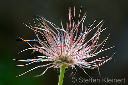 025 Kuhschelle - Pasque flower - Pulsatilla