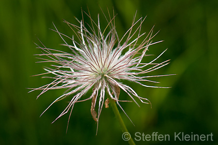 026 Kuhschelle - Pasque flower - Pulsatilla