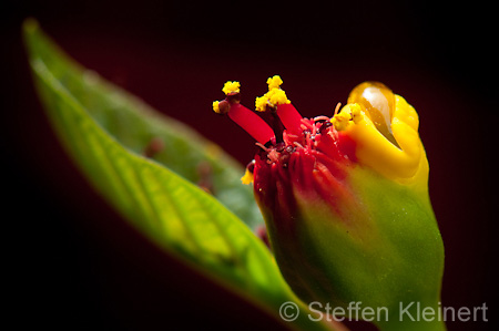 028 Weihnachtsstern-Bluete - Poinsettia - Euphorbia pulcherrima