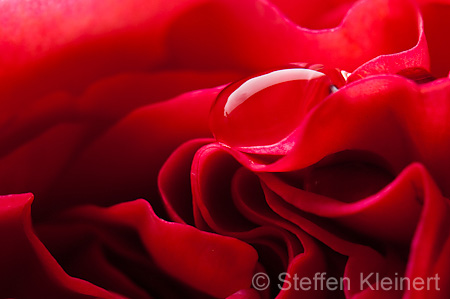 031 Rose - Rosa