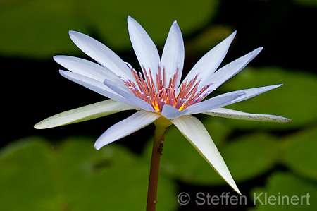 034 Blaue Lotusblume - Blue Egyptian water lily - Nymphaea caerulea