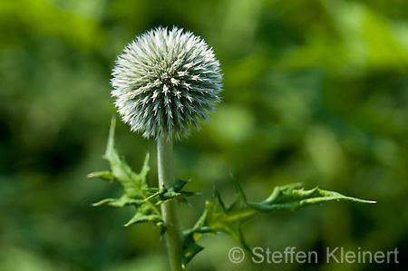 035 Kugeldistel - Great globe thistle - Echinops