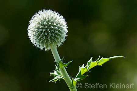 036 Kugeldistel - Great globe thistle - Echinops