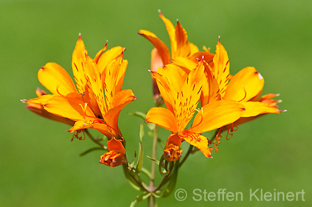 038 Inkalilie - Lily of the Incas - Alstroemeria