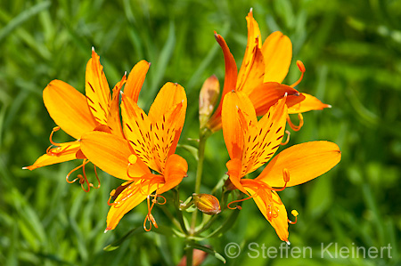 039 Inkalilie - Lily of the Incas - Alstroemeria