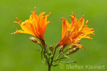 040 Inkalilie - Lily of the Incas - Alstroemeria