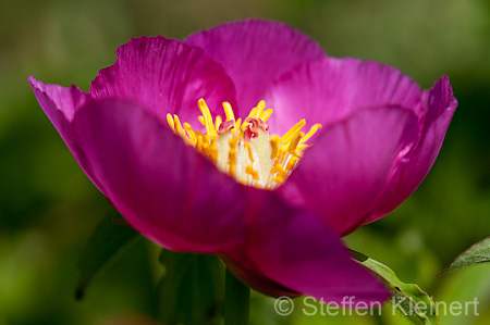 041 Echte Pfingstrose - European peony - Paeonia officinalis