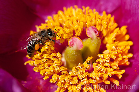 043 Echte Pfingstrose - European peony - Paeonia officinalis