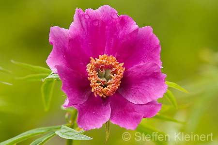 044 Echte Pfingstrose - European peony - Paeonia officinalis