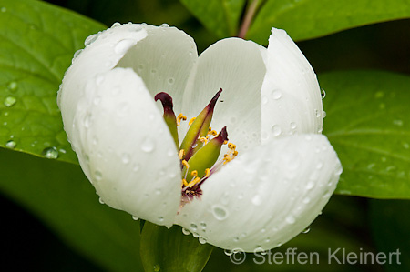 045 Pfingstrose - Peony