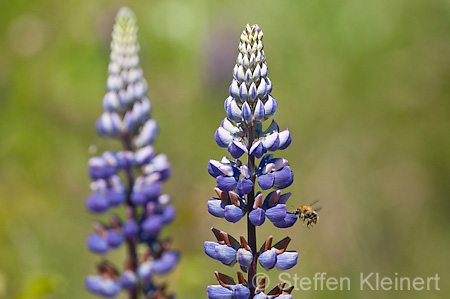 051 Ackerhummel - Bombus pascuorum - Lupine - Lupin - Lupinus