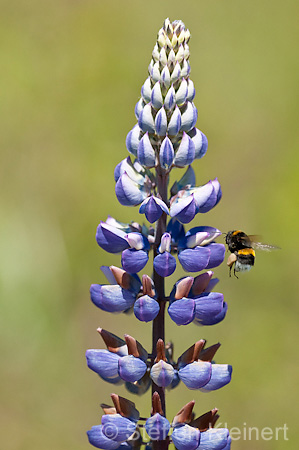 052 Ackerhummel - Bombus pascuorum - Lupine - Lupin - Lupinus