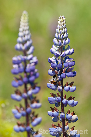 053 Ackerhummel - Bombus pascuorum - Lupine - Lupin - Lupinus