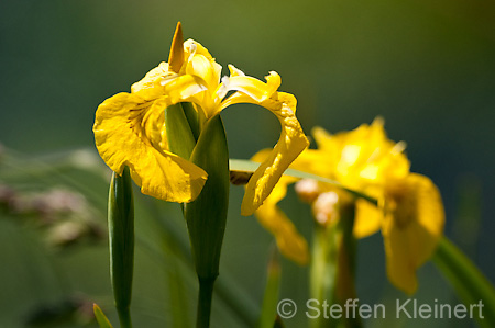 054 Sumpf-Schwertlilie - Yellow iris - Iris pseudacorus