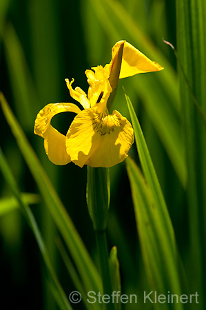 055 Sumpf-Schwertlilie - Yellow iris - Iris pseudacorus