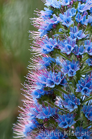 058 Stolz von Madeira - Natternkopf - Pride of Madeira - Echium fastuosum