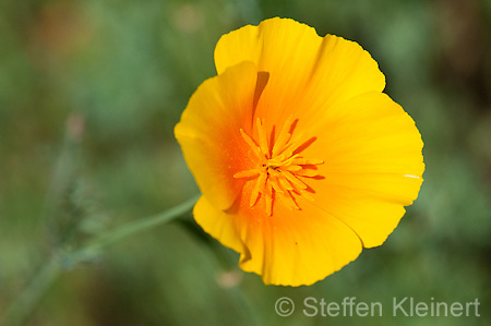 060 Kalifornischer Mohn - California Poppy - Eschscholzia californica