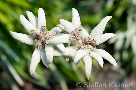 061 Edelweiss - Leontopodium nivale subsp. alpinum