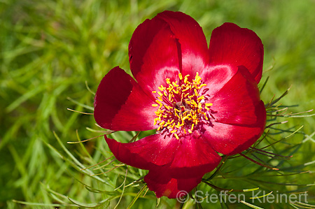 063 Netzblatt-Pfingstrose - Fern leaf peony - Paeonia tenuifolia