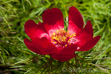 064 Netzblatt-Pfingstrose - Fern leaf peony - Paeonia tenuifolia