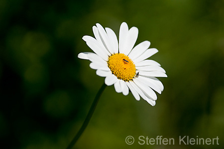 065 wilde Margerite - Oxeye daisy - Leucanthemum vulgare