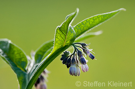 067 Beinwell - Comfrey - Symphytum