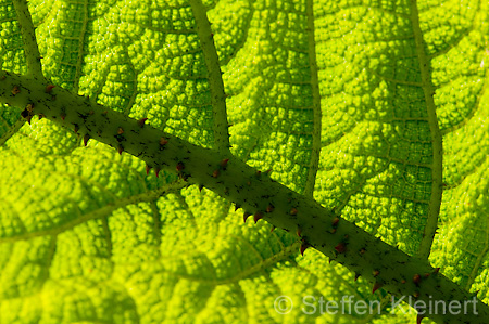 069 Mammutblatt - Gunnera manicata