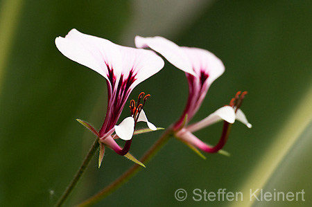 071 Pelargonie