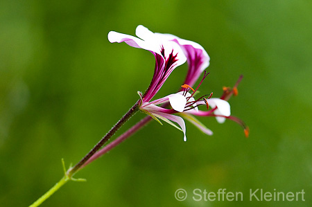 072 Pelargonie