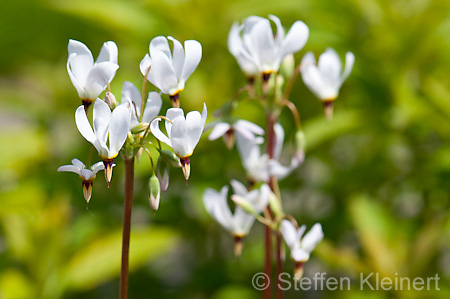 074 Goetterblume - Shooting Star - Dodecatheon meadia