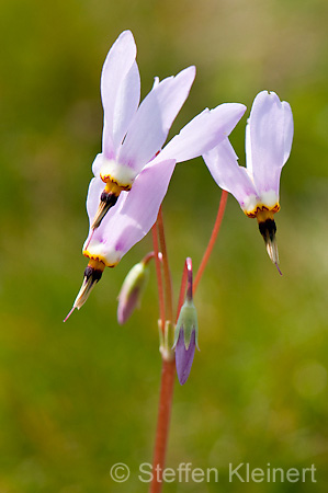 075 Goetterblume - Shooting Star - Dodecatheon meadia