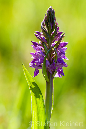 076 Breitblaettriges Knabenkraut - Western marsh orchid - Dactylorhiza majalis