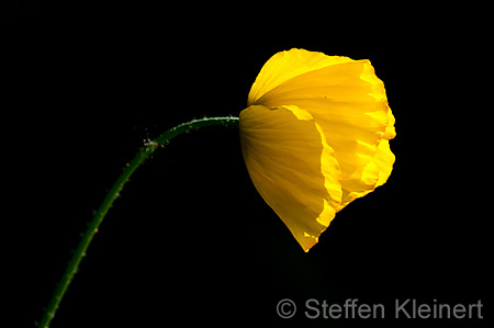 077 Scheinmohn - Welsh poppy - Meconopsis grandis