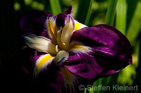080 Schwertlilie - Iris