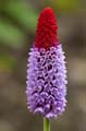 002 Orchideenprimel - Primula viallii