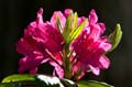 016 Rhododendron