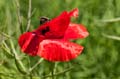 019 Klatschmohn - Field Poppy - Red Poppy - Papaver rhoeas