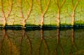 022 Riesenseerose - Victoria - Victoria amazonica - Water Lily