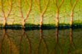 022 Riesenseerose - Victoria - Victoria amazonica - Water Lily