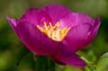 041 Echte Pfingstrose - European peony - Paeonia officinalis