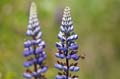 051 Ackerhummel - Bombus pascuorum - Lupine - Lupin - Lupinus