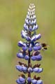 052 Ackerhummel - Bombus pascuorum - Lupine - Lupin - Lupinus