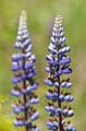 053 Ackerhummel - Bombus pascuorum - Lupine - Lupin - Lupinus