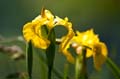 054 Sumpf-Schwertlilie - Yellow iris - Iris pseudacorus