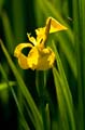 055 Sumpf-Schwertlilie - Yellow iris - Iris pseudacorus