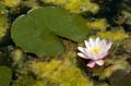 056 Seerose - Water Lily - Nymphaea