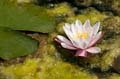 057 Seerose -  - Nymphaea