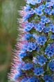 058 Stolz von Madeira - Natternkopf - Pride of Madeira - Echium fastuosum