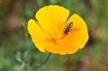 059 Kalifornischer Mohn - California Poppy - Eschscholzia californica